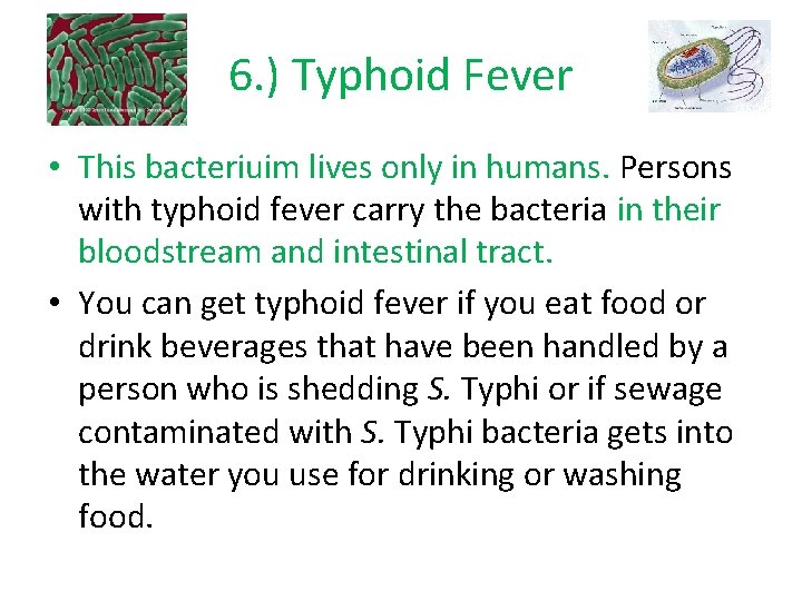 6. ) Typhoid Fever • This bacteriuim lives only in humans. Persons with typhoid