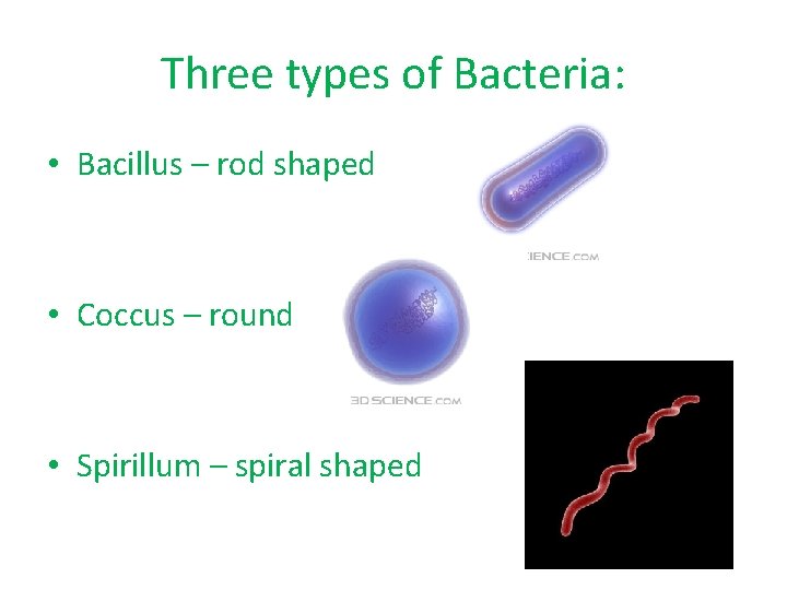 Three types of Bacteria: • Bacillus – rod shaped • Coccus – round •