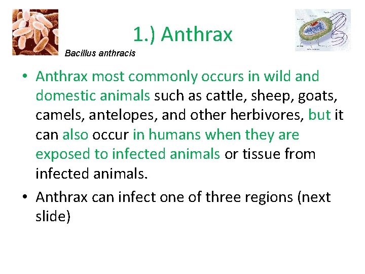 1. ) Anthrax Bacillus anthracis • Anthrax most commonly occurs in wild and domestic