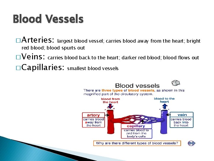 Blood Vessels � Arteries: largest blood vessel; carries blood away from the heart; bright