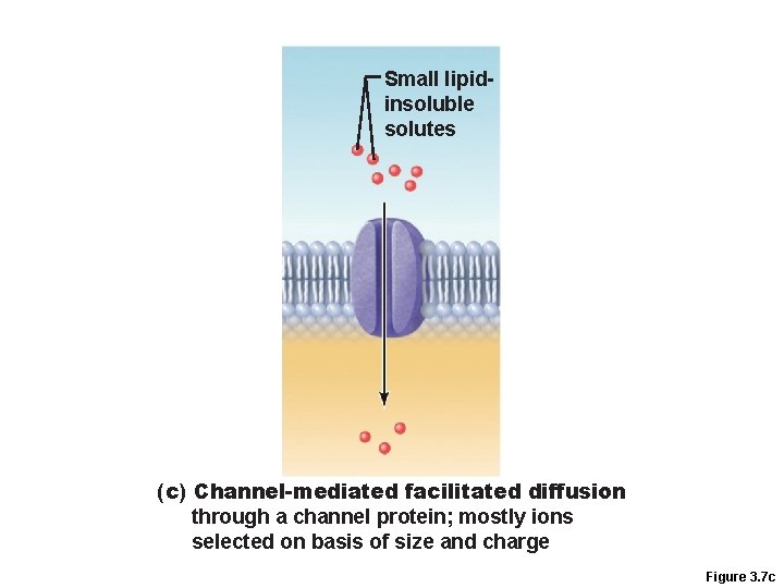 Small lipidinsoluble solutes (c) Channel-mediated facilitated diffusion through a channel protein; mostly ions selected