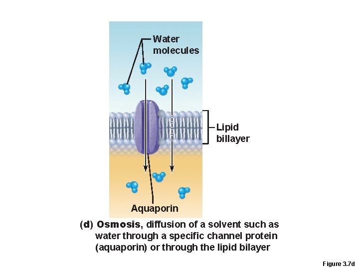 Water molecules Lipid billayer Aquaporin (d) Osmosis, diffusion of a solvent such as water