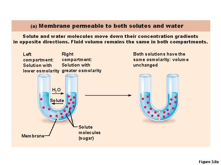 (a) Membrane permeable to both solutes and water Solute and water molecules move down