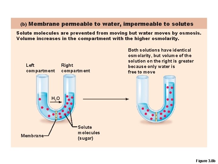 (b) Membrane permeable to water, impermeable to solutes Solute molecules are prevented from moving