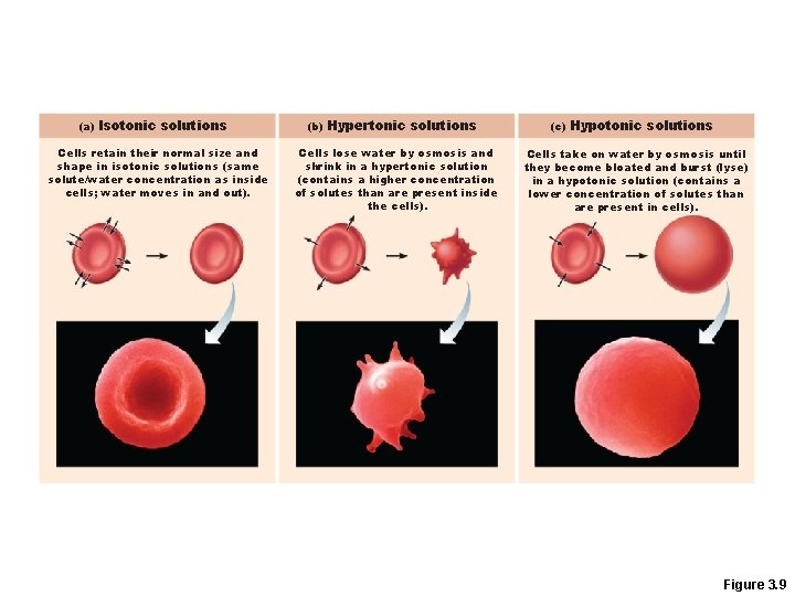 (a) Isotonic solutions Cells retain their normal size and shape in isotonic solutions (same
