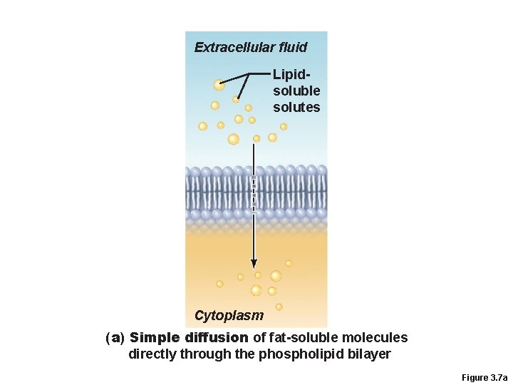 Extracellular fluid Lipidsoluble solutes Cytoplasm (a) Simple diffusion of fat-soluble molecules directly through the