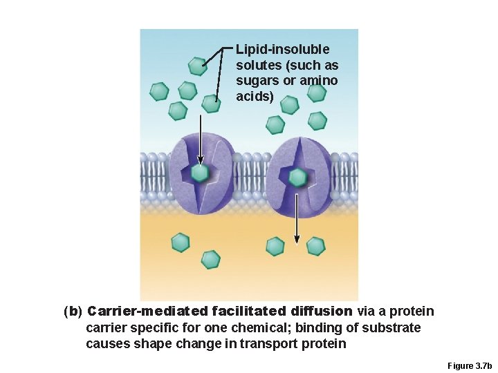 Lipid-insoluble solutes (such as sugars or amino acids) (b) Carrier-mediated facilitated diffusion via a