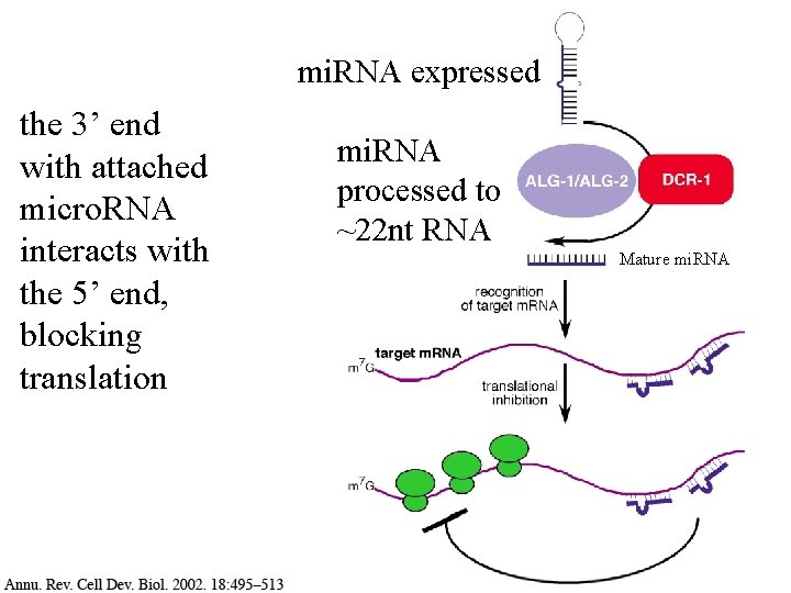 mi. RNA expressed the 3’ end with attached micro. RNA interacts with the 5’