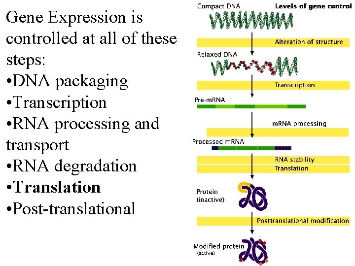 Gene Expression is controlled at all of these steps: • DNA packaging • Transcription