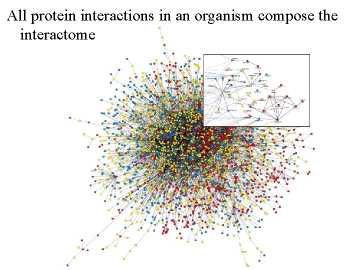 All protein interactions in an organism compose the interactome 