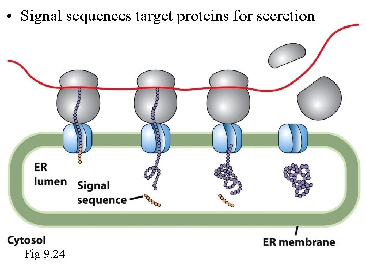  • Signal sequences target proteins for secretion Fig 9. 24 