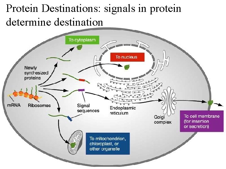 Protein Destinations: signals in protein determine destination 