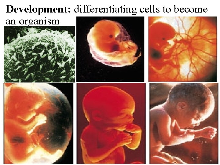 Development: differentiating cells to become an organism 