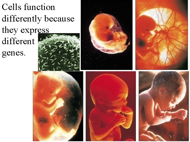 Cells function differently because they express different genes. 