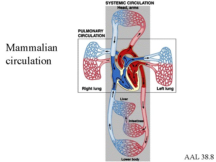 Mammalian circulation AAL 38. 8 