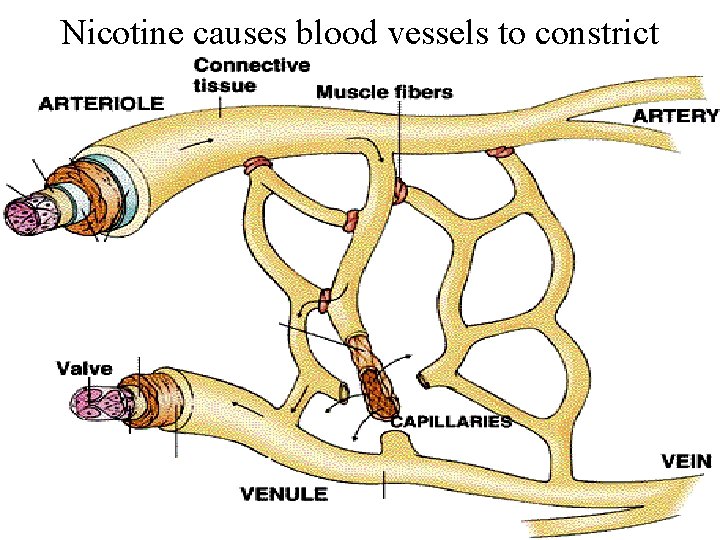 Nicotine causes blood vessels to constrict 