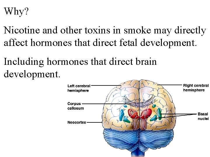 Why? Nicotine and other toxins in smoke may directly affect hormones that direct fetal