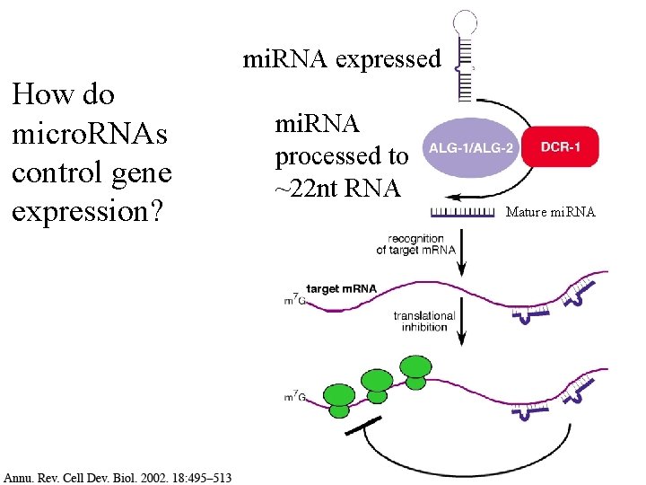 mi. RNA expressed How do micro. RNAs control gene expression? mi. RNA processed to