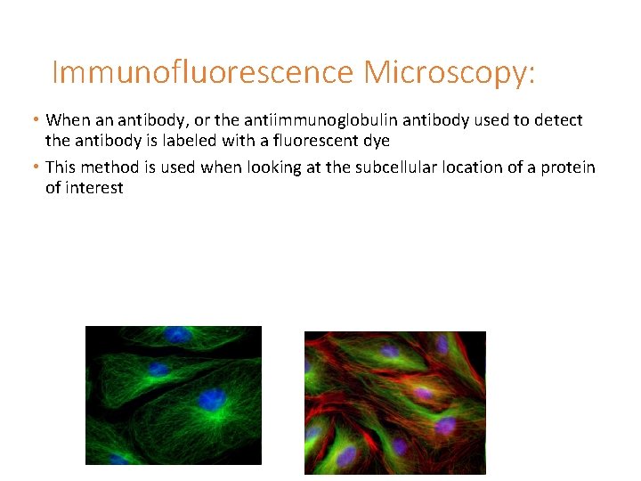 Immunofluorescence Microscopy: • When an antibody, or the antiimmunoglobulin antibody used to detect the