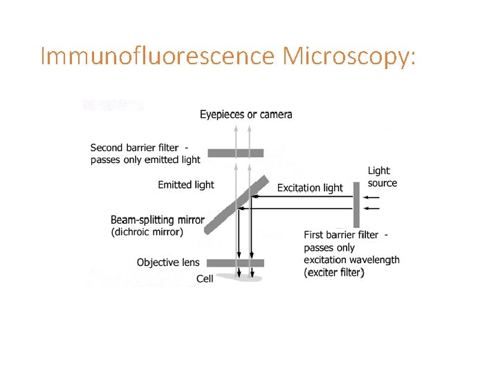 Immunofluorescence Microscopy: 