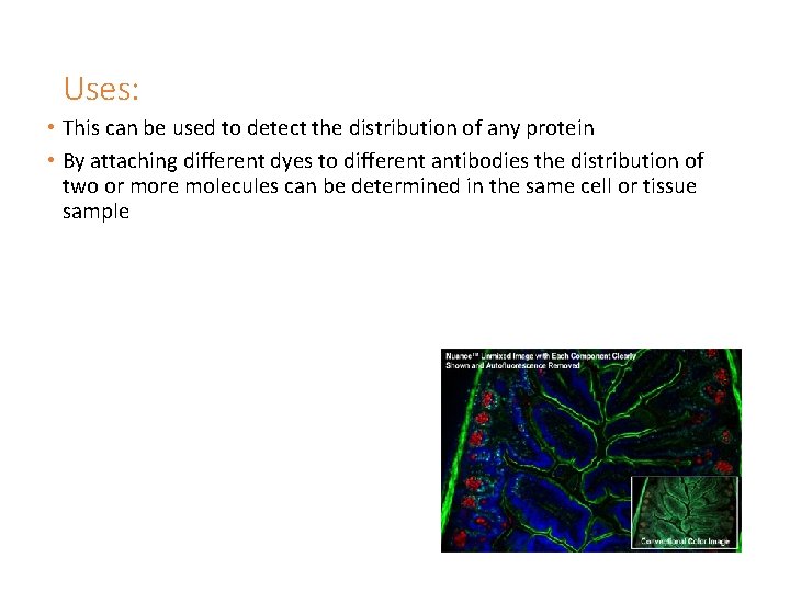 Uses: • This can be used to detect the distribution of any protein •