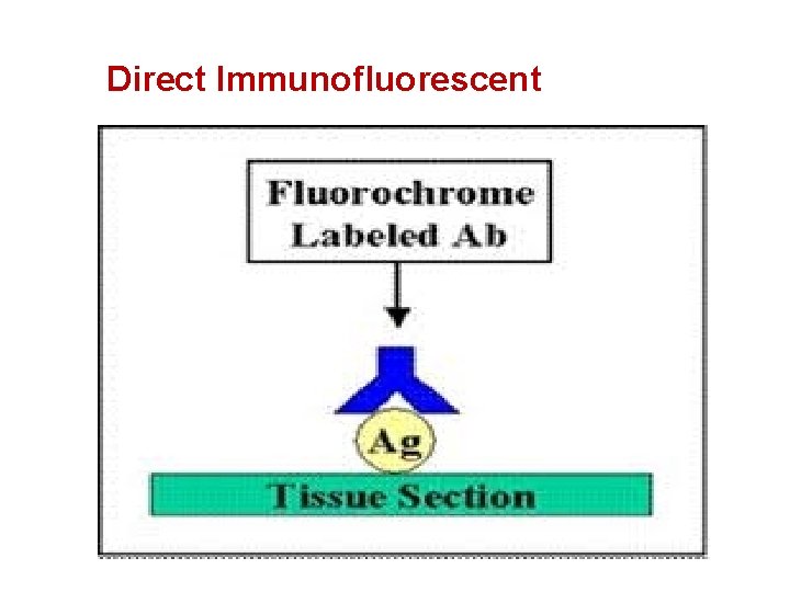 Direct Immunofluorescent 