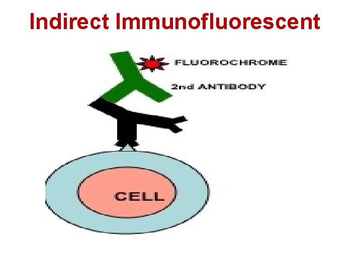 Indirect Immunofluorescent 