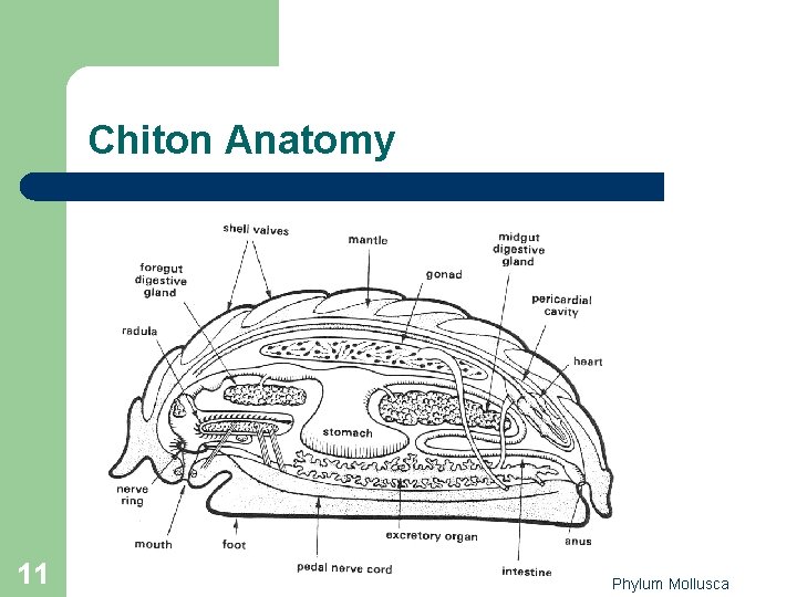 Chiton Anatomy 11 Phylum Mollusca Chiton Anatomy 11 Phylum Mollusca