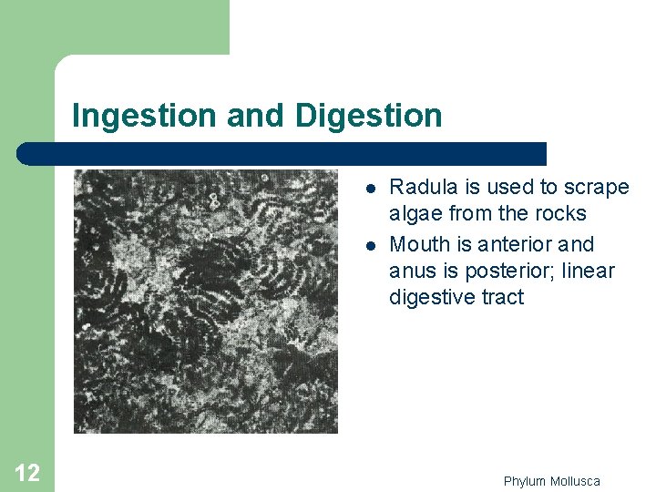 Ingestion and Digestion l l 12 Radula is used to scrape algae from the Ingestion and Digestion l l 12 Radula is used to scrape algae from the