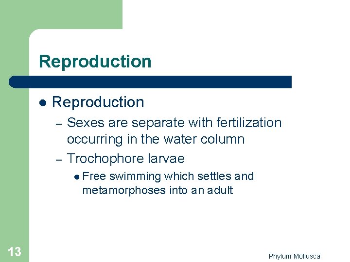 Reproduction l Reproduction – – Sexes are separate with fertilization occurring in the water Reproduction l Reproduction – – Sexes are separate with fertilization occurring in the water