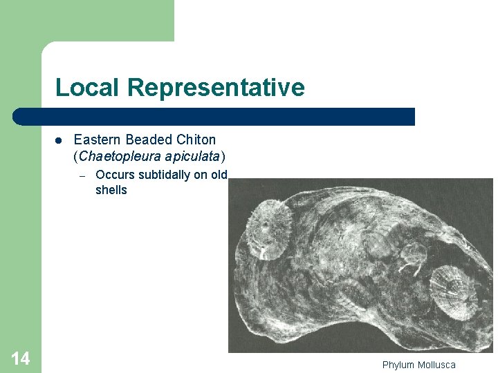 Local Representative l Eastern Beaded Chiton (Chaetopleura apiculata) – 14 Occurs subtidally on old Local Representative l Eastern Beaded Chiton (Chaetopleura apiculata) – 14 Occurs subtidally on old