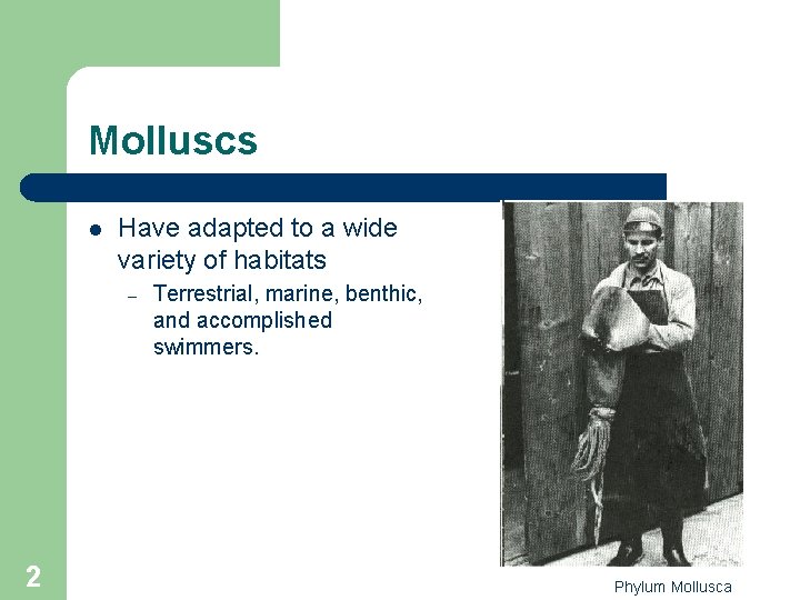 Molluscs l Have adapted to a wide variety of habitats – 2 Terrestrial, marine, Molluscs l Have adapted to a wide variety of habitats – 2 Terrestrial, marine,