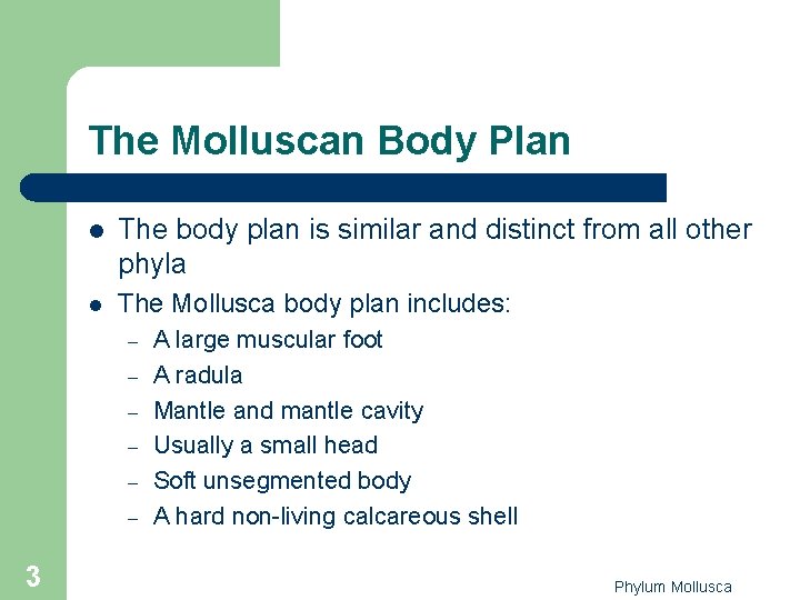 The Molluscan Body Plan l The body plan is similar and distinct from all The Molluscan Body Plan l The body plan is similar and distinct from all