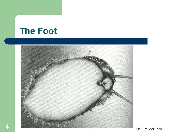 The Foot 4 Phylum Mollusca The Foot 4 Phylum Mollusca