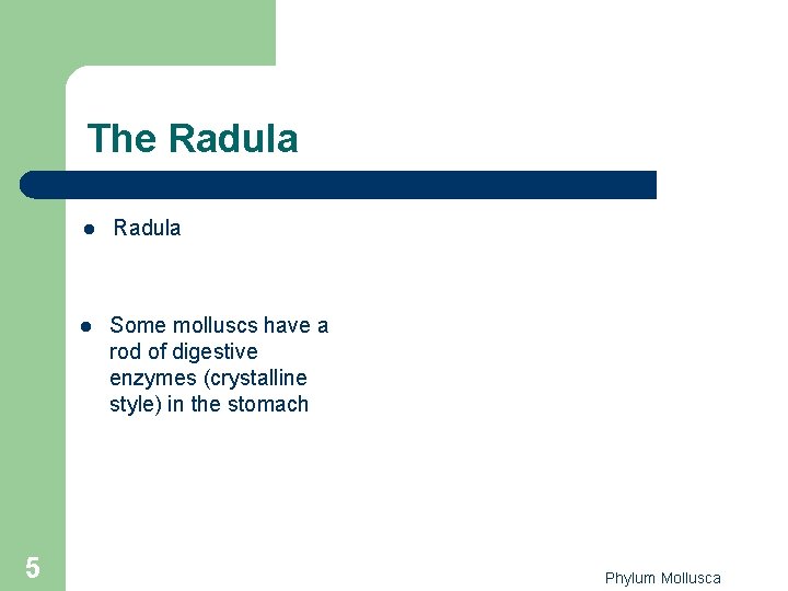 The Radula 5 l Radula l Some molluscs have a rod of digestive enzymes The Radula 5 l Radula l Some molluscs have a rod of digestive enzymes