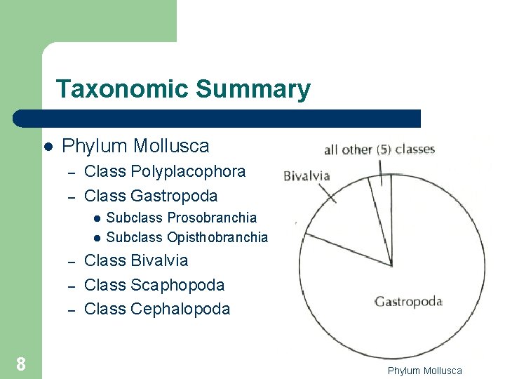 Taxonomic Summary l Phylum Mollusca – – Class Polyplacophora Class Gastropoda l l – Taxonomic Summary l Phylum Mollusca – – Class Polyplacophora Class Gastropoda l l –