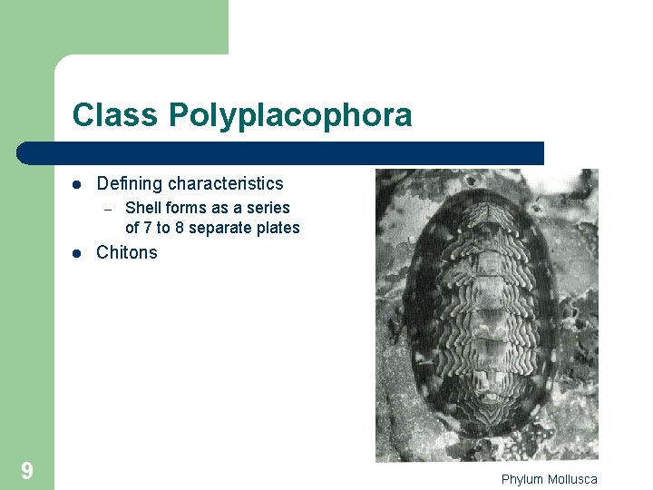 Class Polyplacophora l Defining characteristics – l 9 Shell forms as a series of Class Polyplacophora l Defining characteristics – l 9 Shell forms as a series of