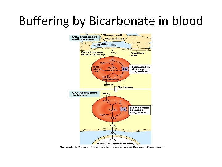 Buffering by Bicarbonate in blood 