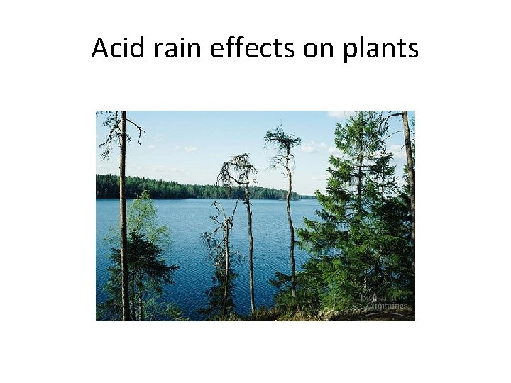 Acid rain effects on plants 