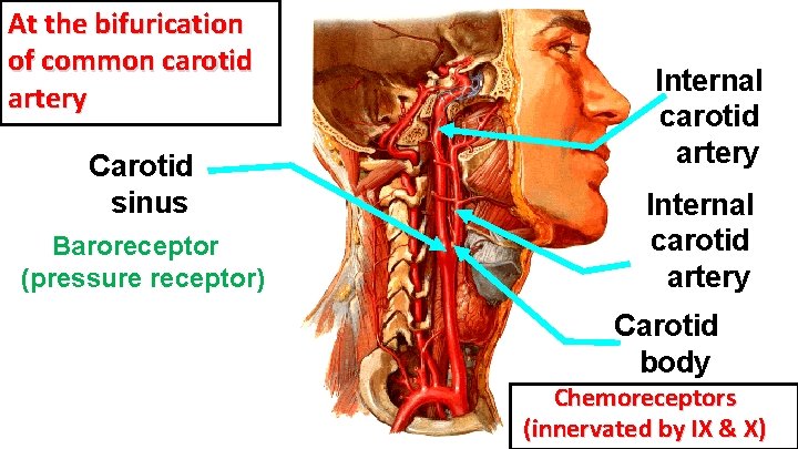 At the bifurication of common carotid artery Carotid sinus Baroreceptor (pressure receptor) Internal carotid