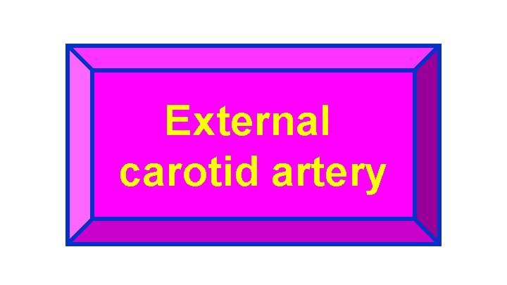External carotid artery 