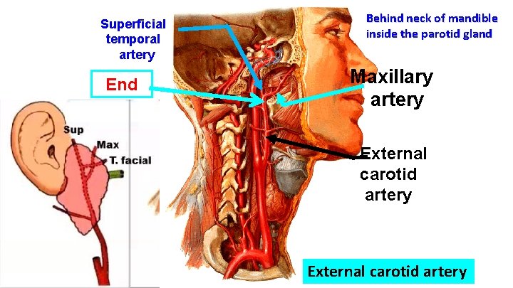 Superficial temporal artery End Behind neck of mandible inside the parotid gland Maxillary artery