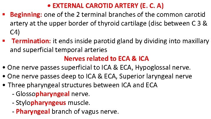  • EXTERNAL CAROTID ARTERY (E. C. A) Beginning: one of the 2 terminal