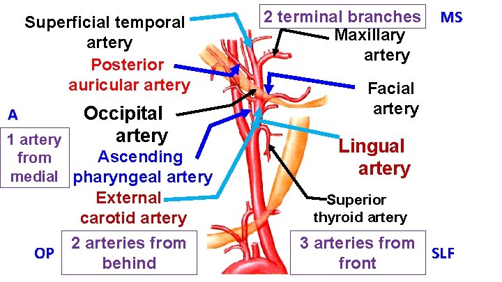 Superficial temporal artery Posterior auricular artery Occipital artery A 1 artery Ascending from medial