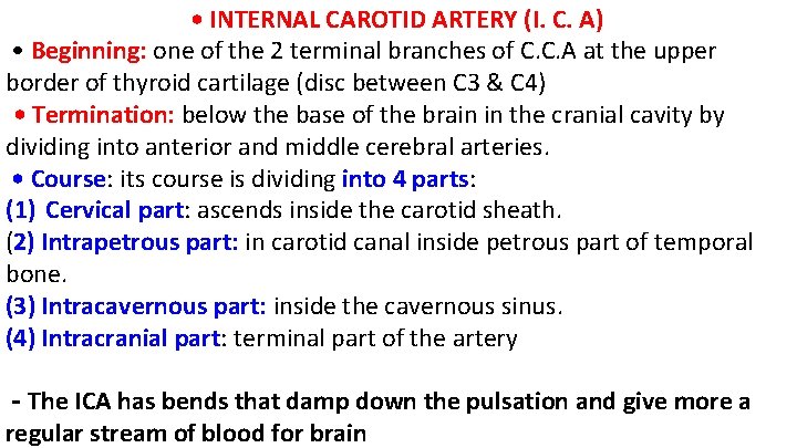  • INTERNAL CAROTID ARTERY (I. C. A) • Beginning: one of the 2