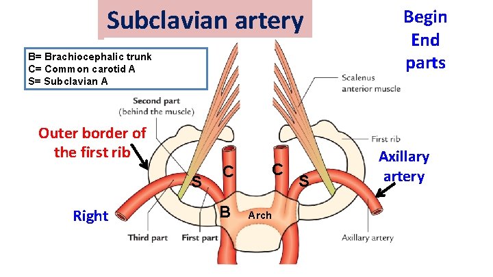 Subclavian artery B= Brachiocephalic trunk C= Common carotid A S= Subclavian A Outer border