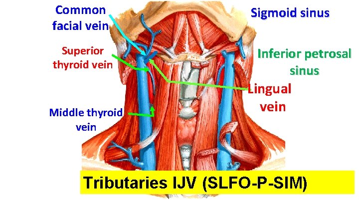 Common facial vein Superior thyroid vein Middle thyroid vein Sigmoid sinus Inferior petrosal sinus