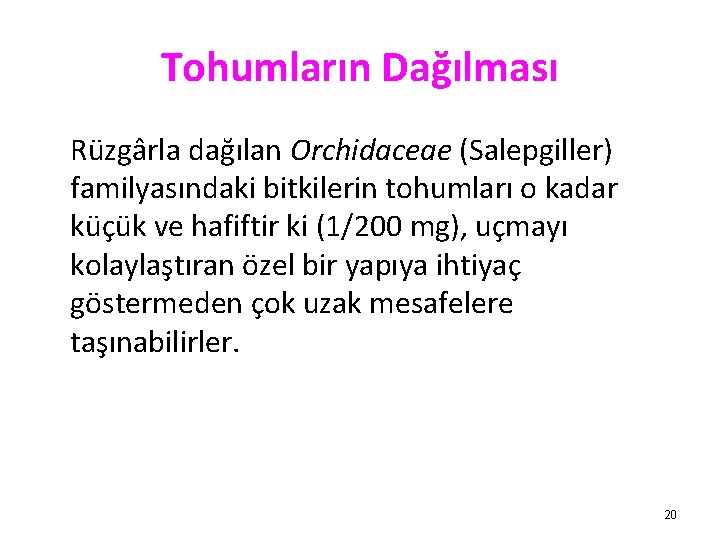 Tohumların Dağılması Rüzgârla dağılan Orchidaceae (Salepgiller) familyasındaki bitkilerin tohumları o kadar küçük ve hafiftir