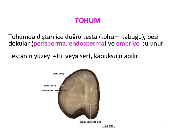 TOHUM Tohumda dıştan içe doğru testa (tohum kabuğu), besi dokular (perisperma, endosperma) ve embriyo