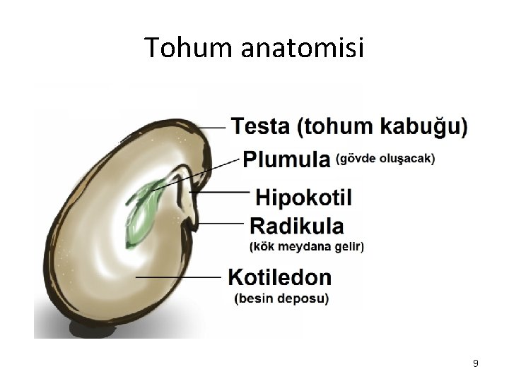 Tohum anatomisi 9 